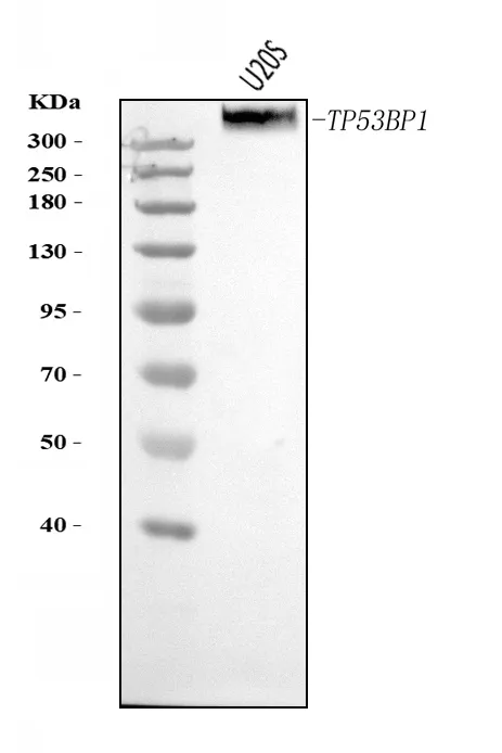 Anti-53BP1/TP53BP1 Antilichaam Picoband®