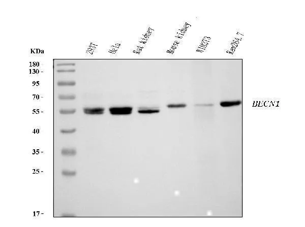 Anti-Beclin 1 Antibody Picoband® (monoklonale, 2D12A3)
