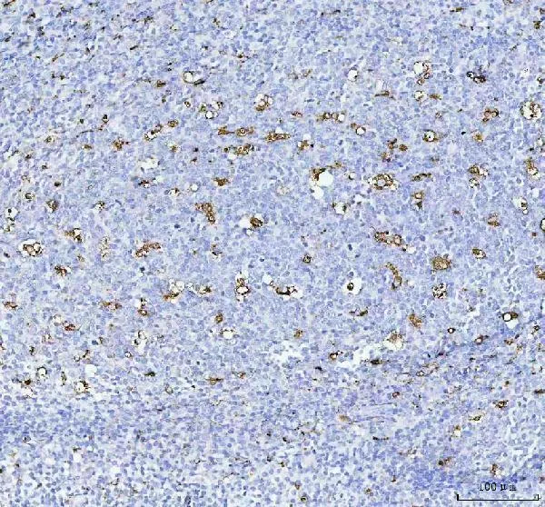Anti-CD68 Antilichaam