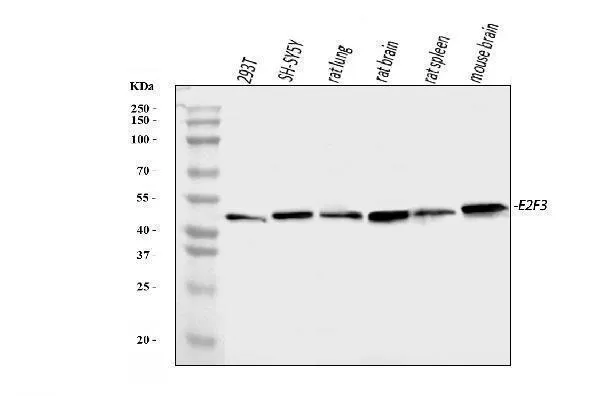 Anti-E2F3 Antibody Picoband®