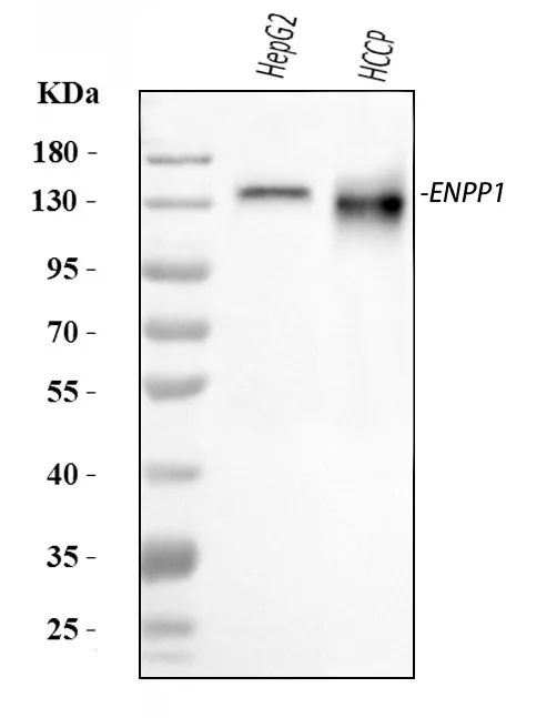 Anti-ENPP1/PC1 Antibody Picoband®