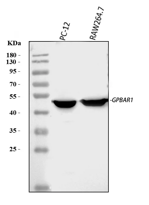 Anti-GPCR TGR5/GPBAR1 Antibody Picoband®