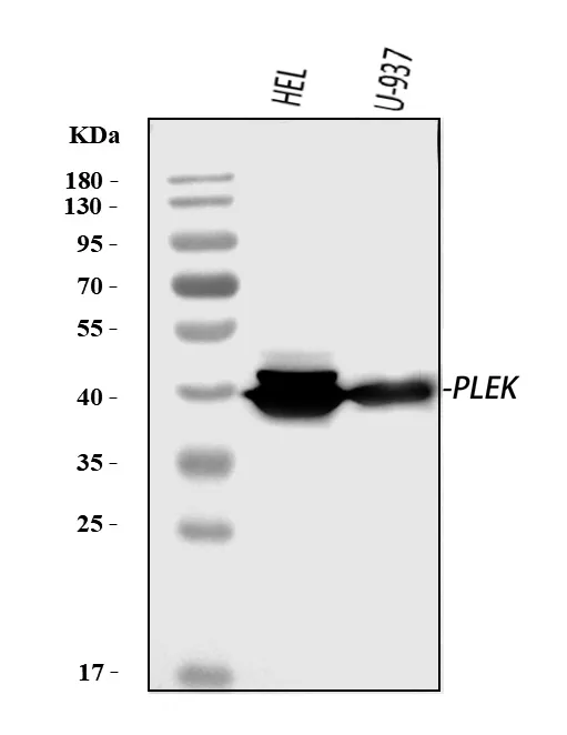 Anti-Pleckstrin/PLEK Antibody Picoband®