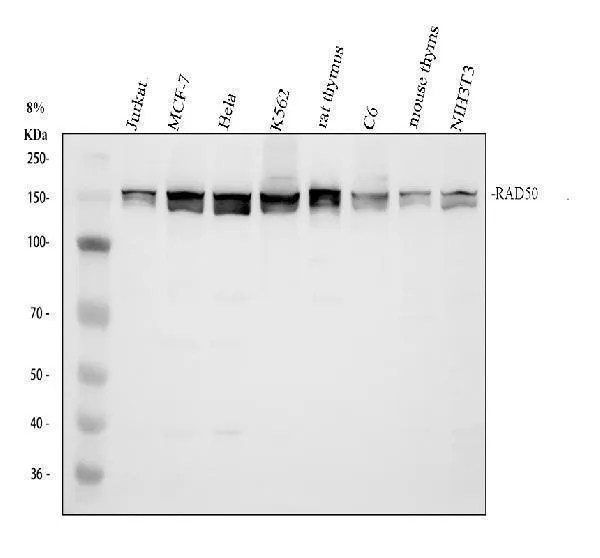 Anti-RAD50 Antibody Picoband®