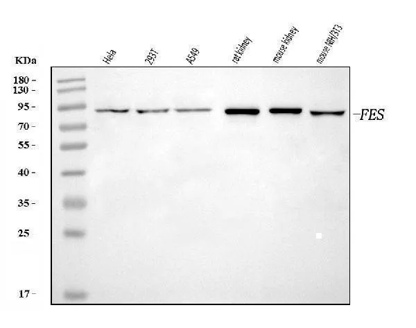 Anti-FES Antibody Picoband®