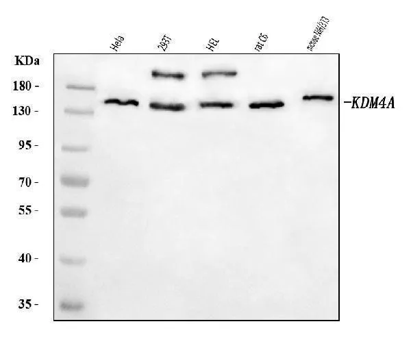 Anti-JHDM3A/JMJD2A/KDM4A Antilichaam Picoband®
