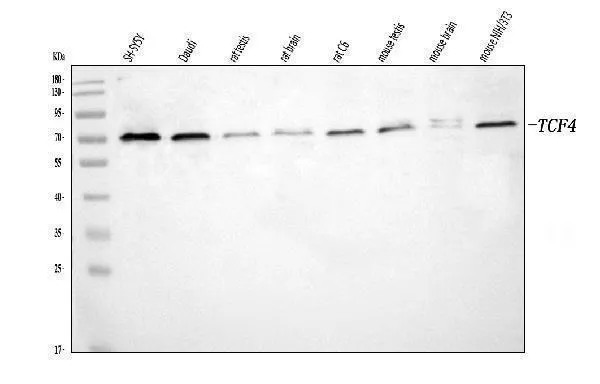 Anti-TCF4 Antibody Picoband®