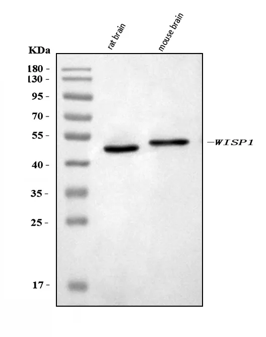 Anti-WISP-1/CCN4 Antibody Picoband®