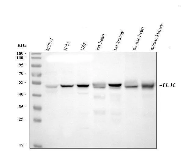 Anti-Integrine ILK Antibody Picoband® (monoklonale, 3C7E1)