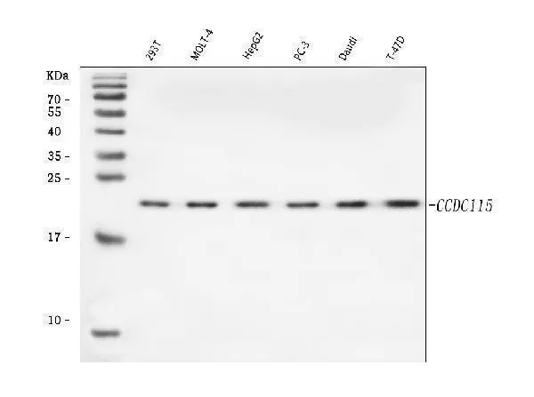 Anti-CCDC115 Antibody Picoband®