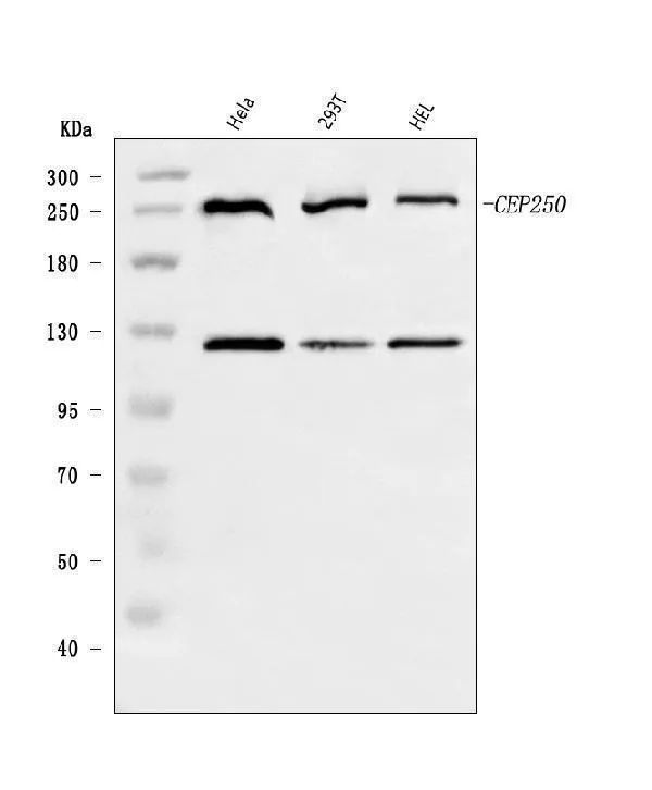 Anti-CEP250 Antibody Picoband®
