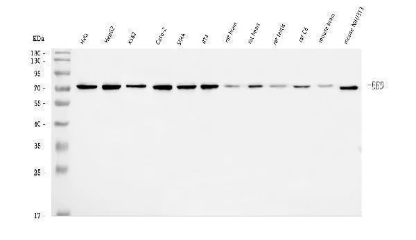 Anti-EED Antibody Picoband®