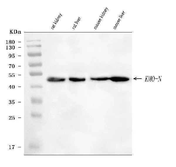 Anti-KMO Antibody Picoband®