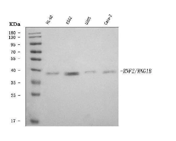 Anti-RING2/RING1B/RNF2 Antilichaam Picoband®