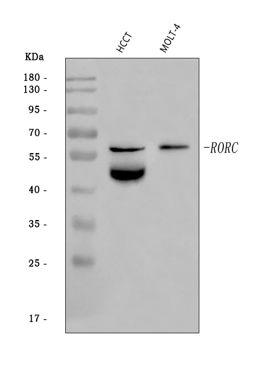 Anti-ROR gamma/RORC Antibody Picoband®