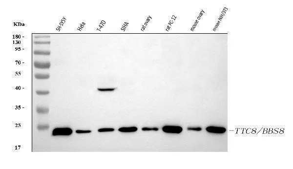 Anti-BBS8/TTC8 Antibody Picoband®