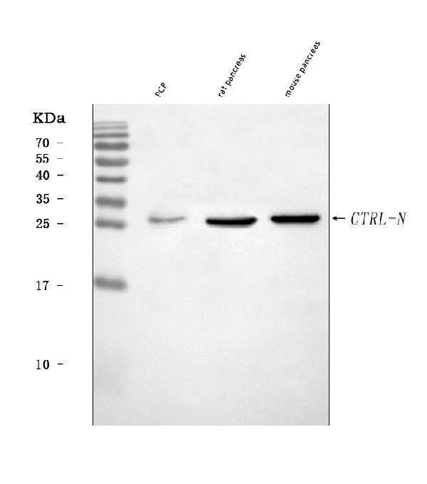 Anti-CTRL Antibody Picoband®