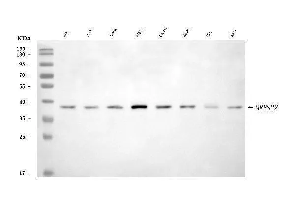 Anti-MRPS22 Antibody Picoband®