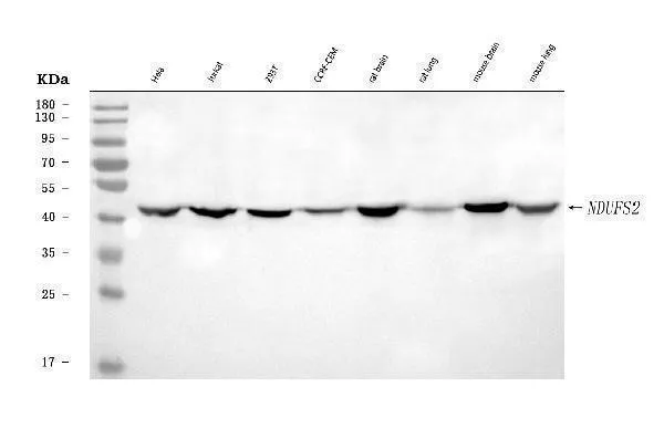 Anti-NDUFS2 Antibody Picoband®
