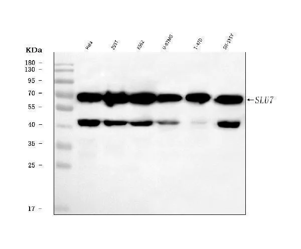 Anti-SLU7 Antibody Picoband®