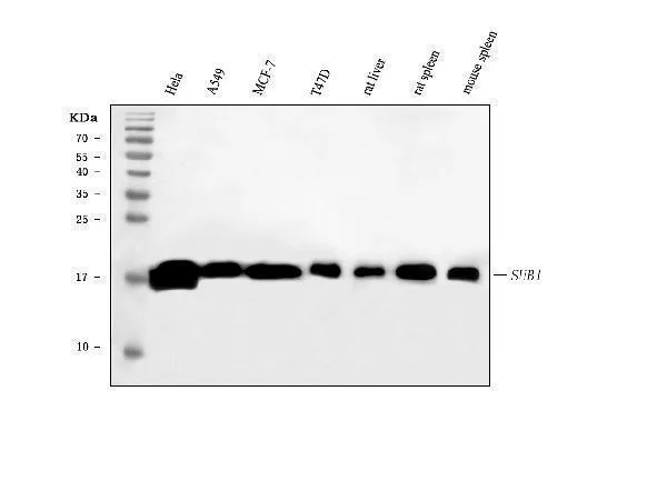 Anti-PC4/SUB1 Antibody Picoband® (monoklonale, 8D9D1)