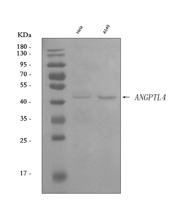 Anti-angiopoëtine-achtige 4/ANGPTL4 Antilichaam Picoband®