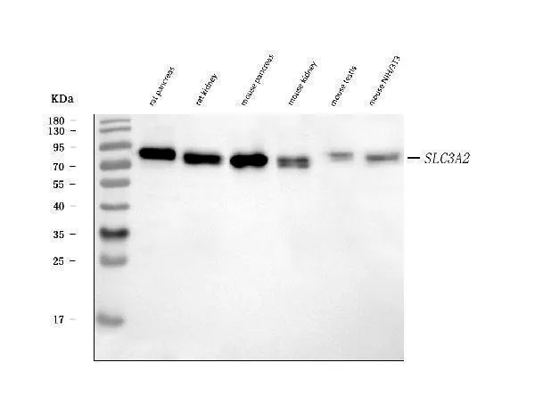 Anti-CD98/Slc3a2 Antibody Picoband®