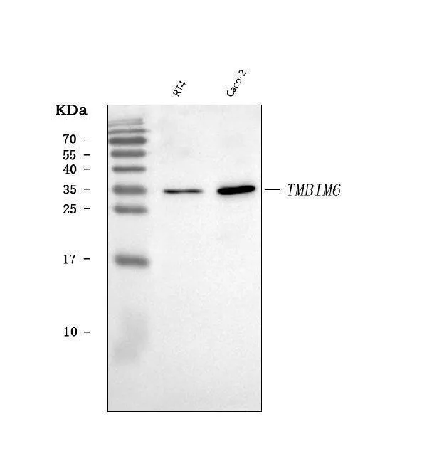 Anti-BI-1/TMBIM6 Antibody Picoband®