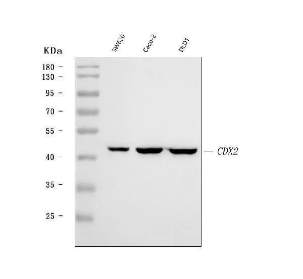 Anti-CDX2 Antibody Picoband®