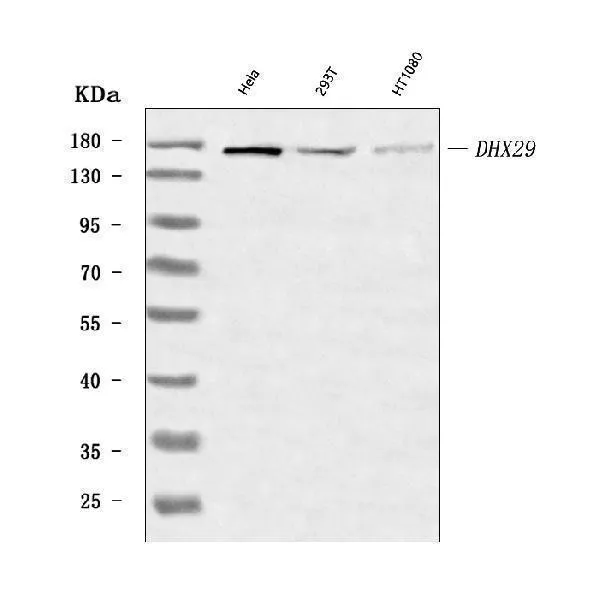 Anti-DHX29 Antibody Picoband®