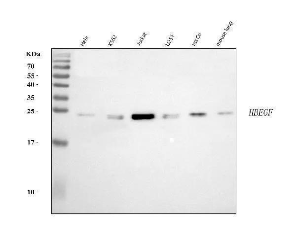Anti-DTR/HBEGF Antilichaam Picoband®
