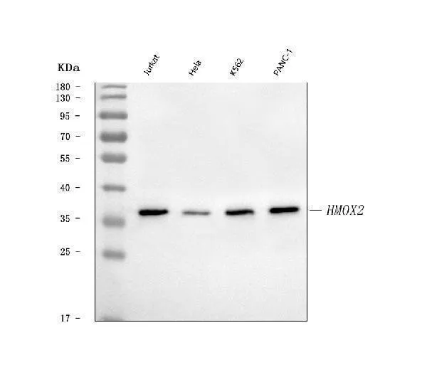 Anti-Heme oxidase 2/HMOX2 Antibody Picoband®