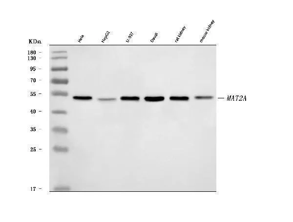 Anti-MAT2A Antibody Picoband®