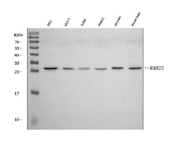 Anti-RAB23 Antibody Picoband®