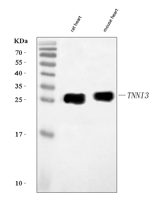 Anti-Cardiac Troponine I/TNNI3 Antibody Picoband®