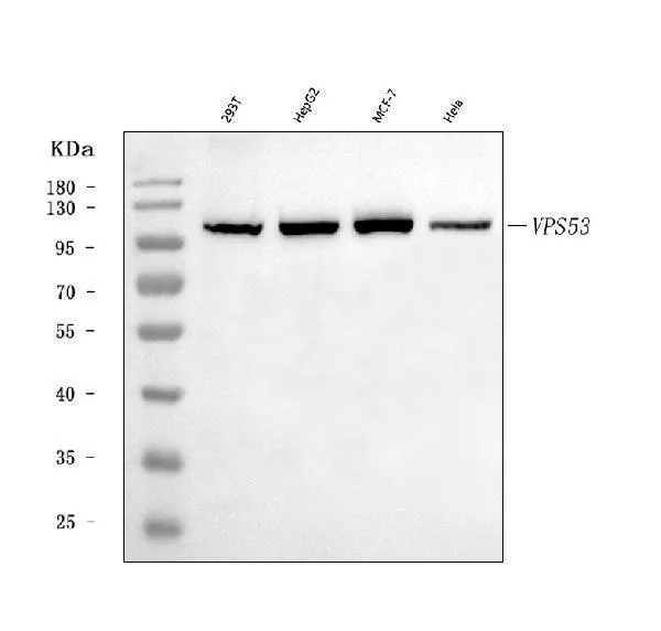Anti-VPS53 Antibody Picoband®