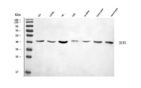 Anti-CCXCR1/XCR1 Antibody Picoband®