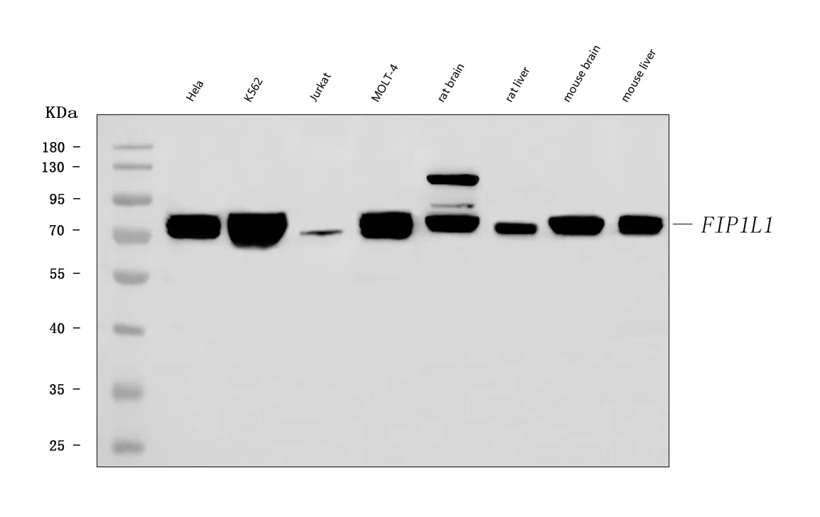 Anti-FIP1L1 Antibody Picoband®