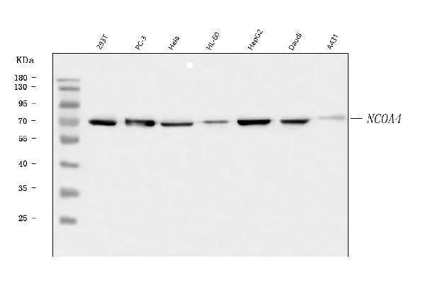 Anti-NCOA4 Antibody Picoband®