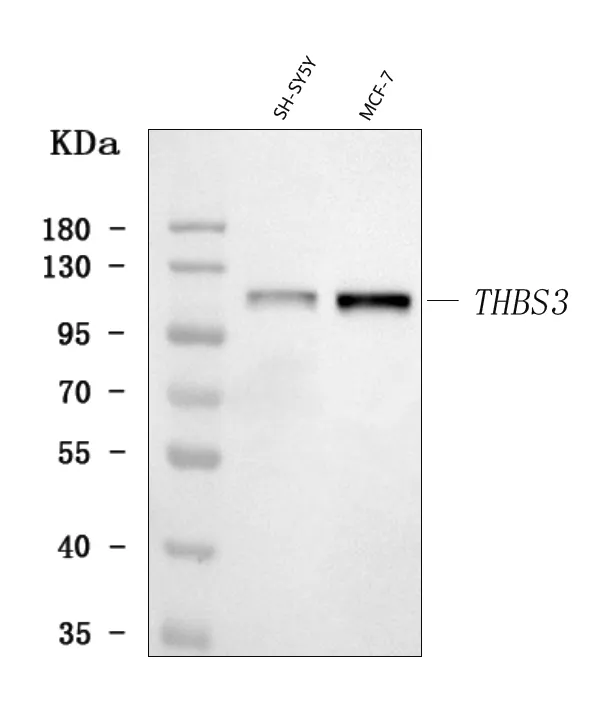 Anti-THBS3 Antibody Picoband®