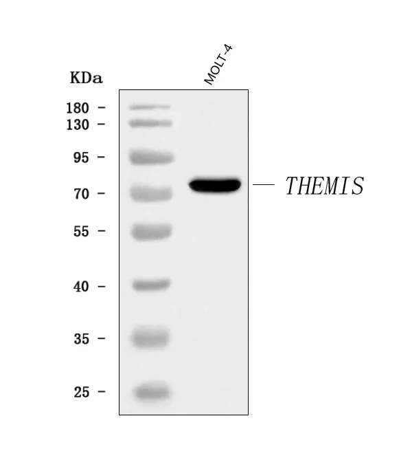 Anti-THEMIS Antibody Picoband®