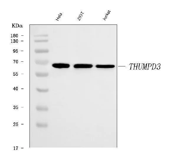 Anti-THUMPD3 Antibody Picoband®