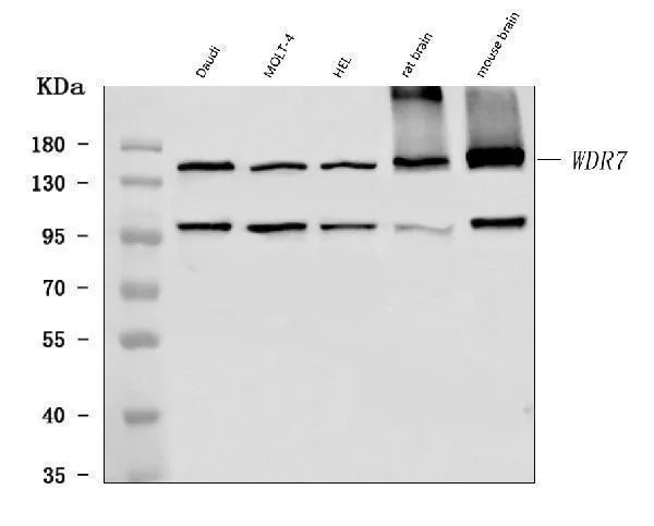 Anti-WDR7 Antibody Picoband®
