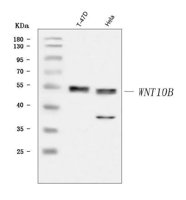 Anti-WNT10B Antibody Picoband®