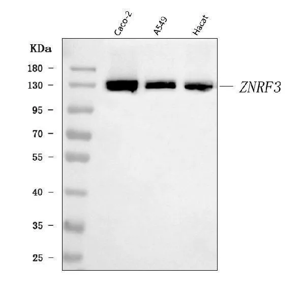 Anti-ZNRF3 Antibody Picoband®