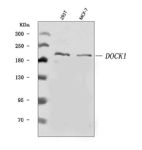 Anti-DOCK180/DOCK1 Antibody Picoband®