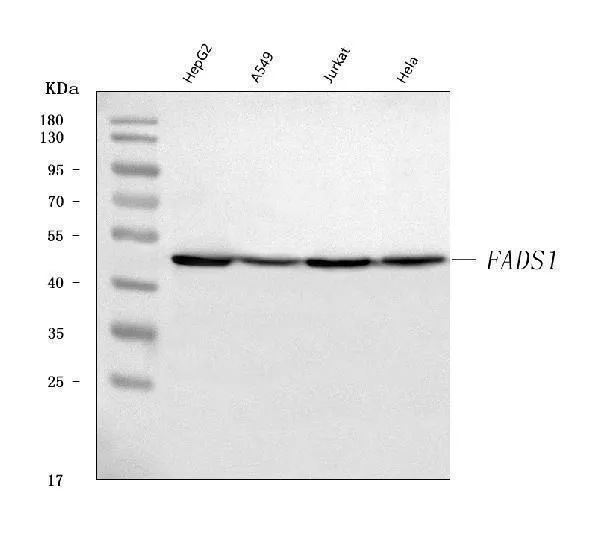 Anti-FADS1 Antibody Picoband®