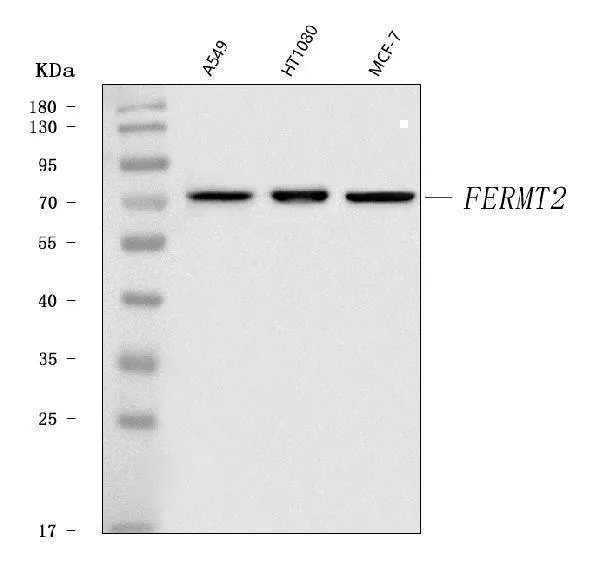 Anti-Kindlin 2/FERMT2 Antibody Picoband®