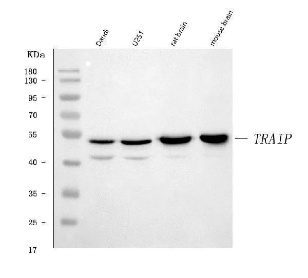 Anti-TRIP/TRAIP Antibody Picoband®
