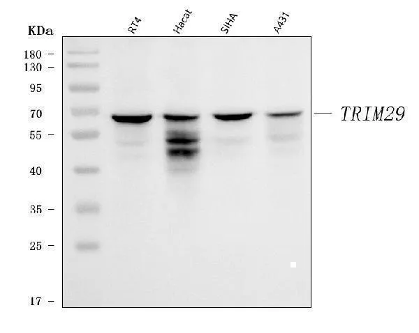 Anti-TRIM29 Antibody Picoband®